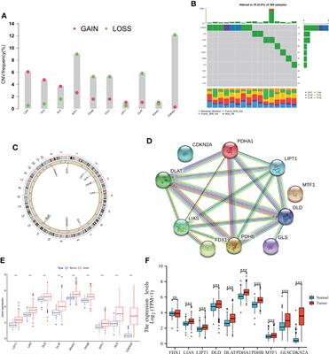 Identification of cuprotosis-mediated subtypes, the development of a prognosis model, and influence immune microenvironment in hepatocellular carcinoma